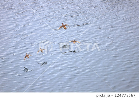 早春の湖面　ゆるんだ凍結湖面に降り立つマガモとオシドリ 124775567