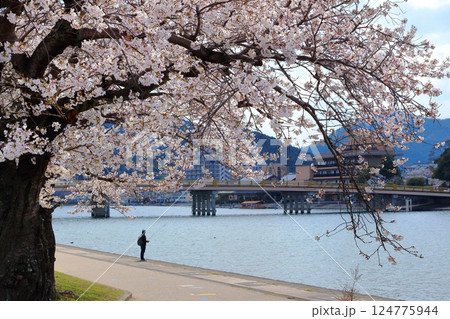 満開の桜と瀬田の唐橋 124775944