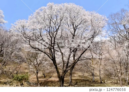 黒川桜の森のエゾヒガンサクラ 黒川桜の森のエゾヒガンサクラ 124776038
