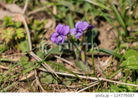 春の野に咲くすみれの花 春の野に咲くすみれの花 124776087