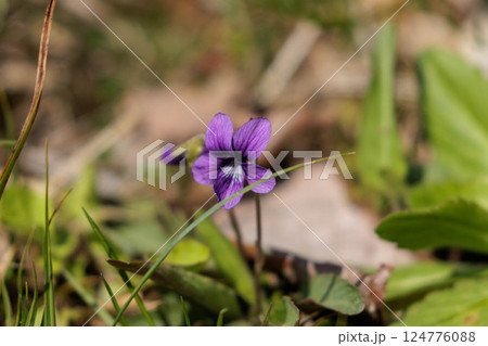 春の野に咲くすみれの花 春の野に咲くすみれの花 124776088