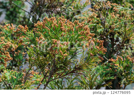 これから花粉を巻き散らす杉の穂 これから花粉を巻き散らす杉の穂 124776095