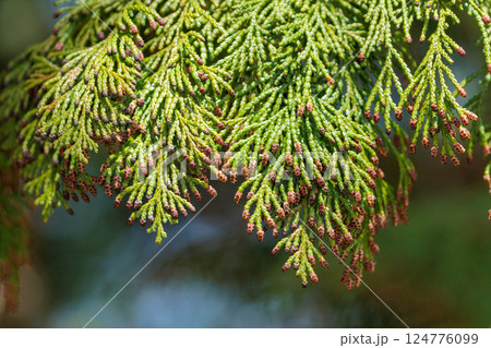 花粉を付けた檜の穂 花粉を付けた檜の穂 124776099