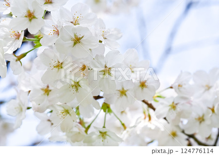 桜咲く 桜咲く 124776114