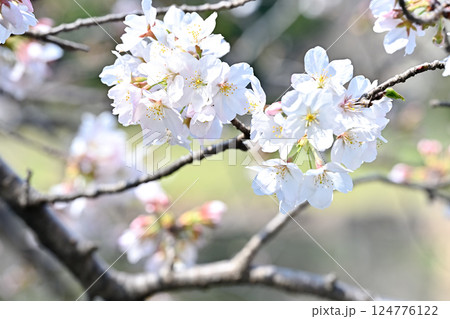 桜咲く 124776122