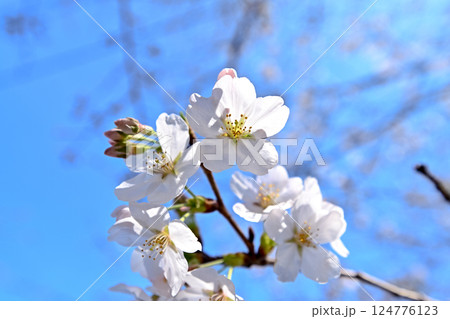 桜咲く 124776123