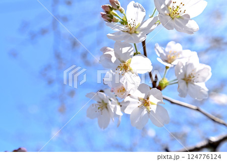 桜咲く 124776124