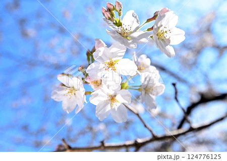 桜咲く 124776125