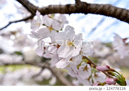 桜咲く 124776126