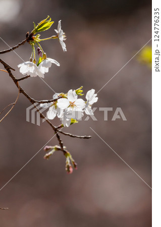 春の光を浴びる桜 春の光を浴びる桜 124776235