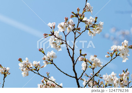 青空に映える満開の桜 青空に映える満開の桜 124776236