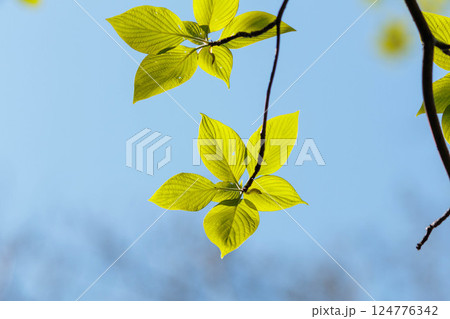 光を浴びて輝く若葉 124776342