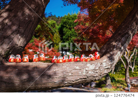 Daruma dolls on tree branch by colorful fall maple leaf, Katsuoji temple 124776474