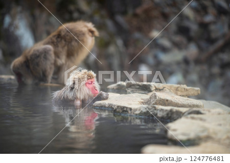 Japanese Snow monkey sleep on hot spring water, Nagano, Japan Japanese Snow monkey sleep on hot spring water, Nagano, Japan 124776481