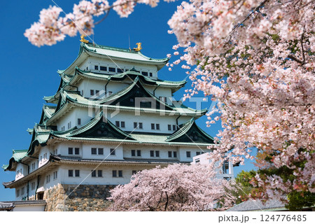 Nagoya Castle with pink sakura or cherry tree tunnel bloom in spring 124776485