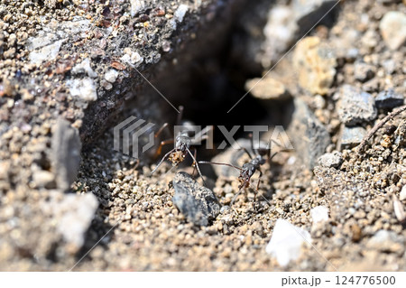 蟻の巣 蟻の巣 124776500