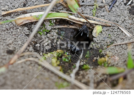 蟻の巣 蟻の巣 124776503