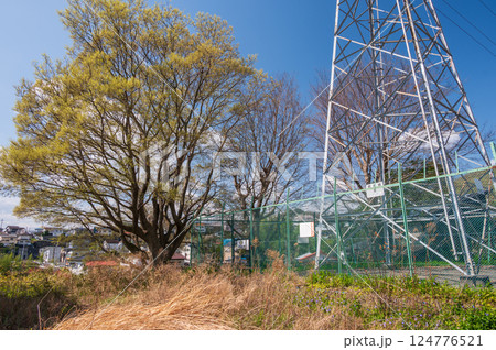 立派な木が聳える清涼な田舎風景 124776521