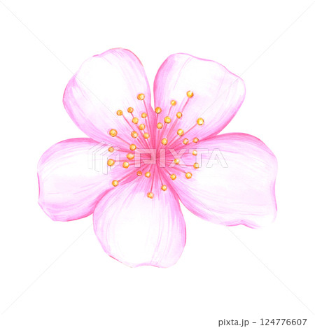 Hand drawn watercolor cherry blossom flower. Illustration of flowers isolated on white background. Can be used for postcard, label, scrapbook and other printed products. 124776607