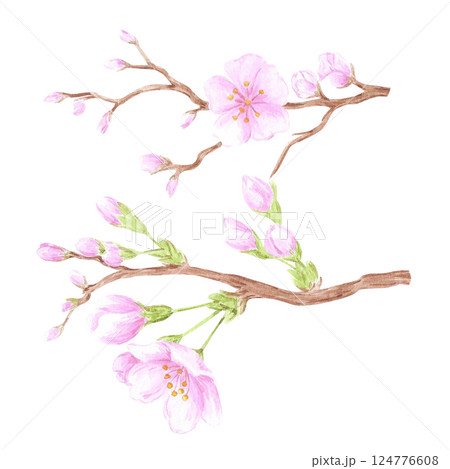 Hand drawn watercolor cherry blossom branch. Illustration of flowers isolated on white background. Can be used for postcard, label, scrapbook and other printed products. 124776608