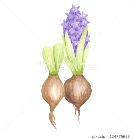 Hand drawn watercolor blooming hyacinth bulbs with green leaves. Illustration of flowers isolated on white background. Can be used for postcard, label, scrapbook and other printed products. 124776658