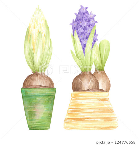 Hand drawn watercolor blooming hyacinth bulbs with green leaves in pots, flowers isolated on white background. Can be used for postcard, label, scrapbook and other printed products. 124776659