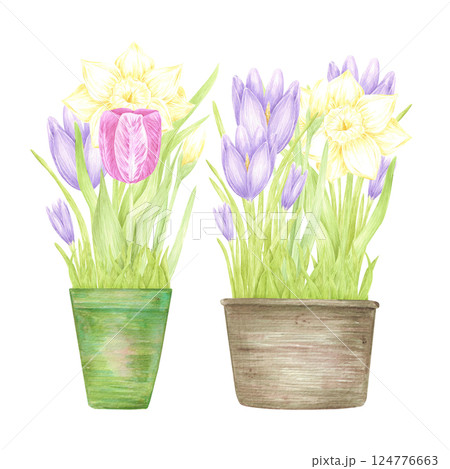 Hand drawn watercolor daffodil crocus and tulip with green leaves in a pot isolated on white background. Can be used for postcard, label, scrapbook and other printed products. 124776663