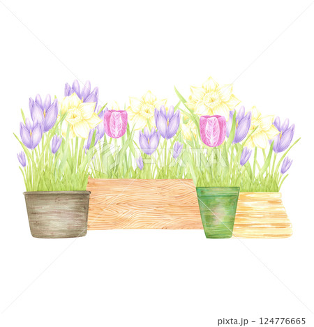 Hand drawn watercolor daffodil crocus and tulip with green leaves in a pots and boxes composition isolated on white background. Can be used for postcard, label, scrapbook and other printed products. 124776665