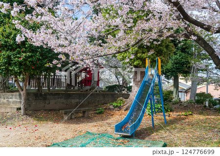 Kid slider with white cherry tree tunnel of sakura blossom, Fukuoka Kid slider with white cherry tree tunnel of sakura blossom, Fukuoka 124776699