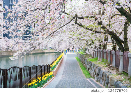 Sakura blossom tunnel of cherry tree by Naka river at Tenjin park, Fukuoka Sakura blossom tunnel of cherry tree by Naka river at Tenjin park, Fukuoka 124776703