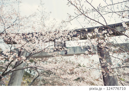 White sakura tunnel at torii gate in Homangu Kamado shrine, Dazaifu 124776710