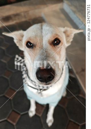 Aerial portrait of adorable creamy dog with cute collar and winter dress Aerial portrait of adorable creamy dog with cute collar and winter dress 124776731