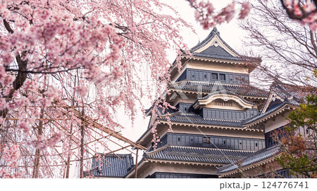 Matsumoto castle with pink Cherry sakura blossom, Nagano Matsumoto castle with pink Cherry sakura blossom, Nagano 124776741