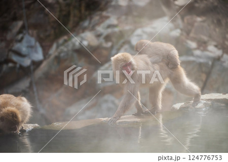 Japanese Snow monkey carry its baby by hot spring water, Nagano Japanese Snow monkey carry its baby by hot spring water, Nagano 124776753