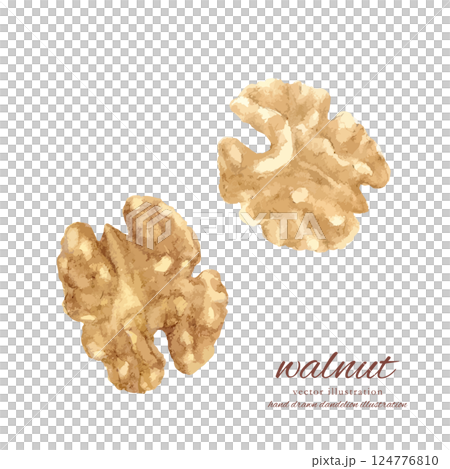 核桃水彩手繪向量插圖集 核桃水彩手繪向量插圖集 124776810