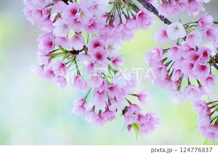 開花したばかりの桜 開花したばかりの桜 124776837