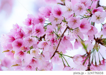 開花したばかりの桜 124776838