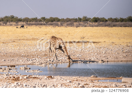 Giraffe in Etosha 124776908