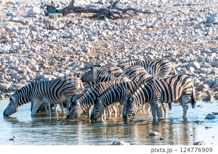 Zebras in Etosha Zebras in Etosha 124776909