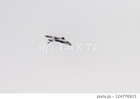 Blacksmith Lapwing in Chobe National park Blacksmith Lapwing in Chobe National park 124776915