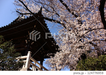 4月の青空と満開になった福蔵院のソメイヨシノ(2) 4月の青空と満開になった福蔵院のソメイヨシノ(2) 124776959