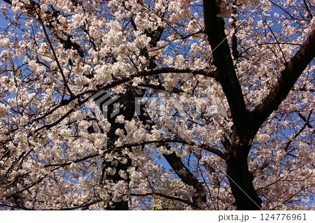 4月の青空と満開になった福蔵院のソメイヨシノ（4） 124776961