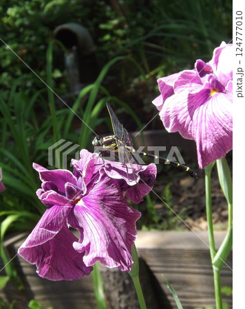 ハナショウブに止まるコオニヤンマ 124777010