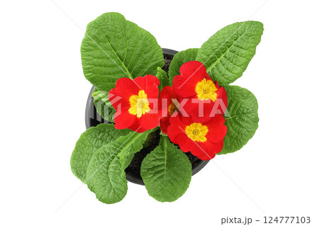 red primrose isolated on white background. Top view. Flat lay 124777103