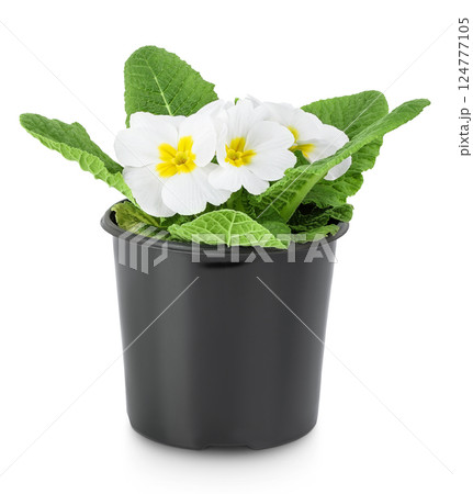 white primrose in black pot isolated on white background. 124777105