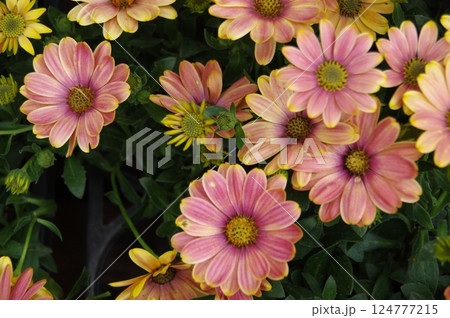 4月に出会った草花たち 8860131 124777215