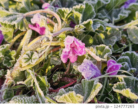 Frosts in spring, flowers frozen in the field. 124777265