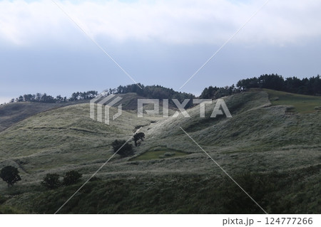 広大な草原 124777266