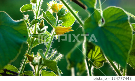 Pumpkin petal illuminated by the morning sun Pumpkin petal illuminated by the morning sun 124777448