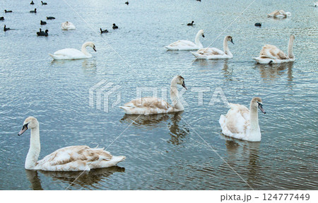 Swan lake, landscape with multiple young swans on the water Swan lake, landscape with multiple young swans on the water 124777449